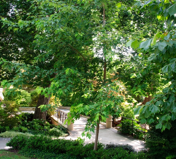 Silver Maple - Acer saccharinum from Sunshine Grower Nursery