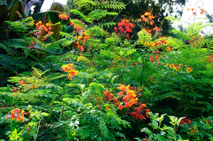 Pride of Barbados - Caesalpinia pulcherrima from Sunshine Grower Nursery