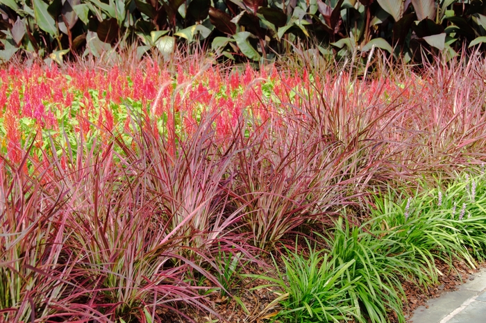 Graceful Grasses&reg; 'Fireworks' - Pennisetum setaceum (Variegated Red Fountain Grass) from Sunshine Grower Nursery