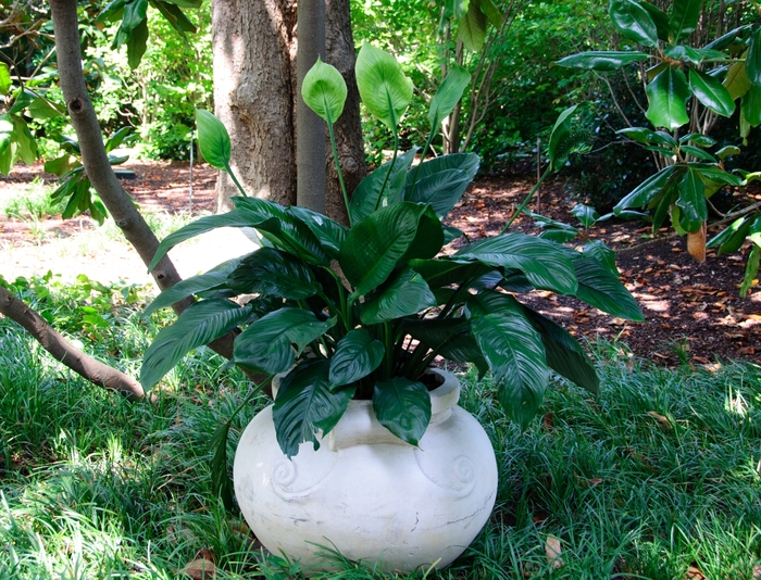 Peace Lily - Spathiphyllum wallisii from Sunshine Grower Nursery