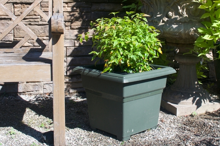 'Firepower' Heavenly Bamboo - Nandina domestica from Sunshine Grower Nursery