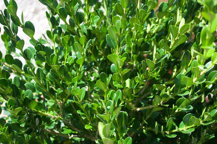 'Winter Gem' Boxwood - Buxus microphylla japonica from Sunshine Grower Nursery
