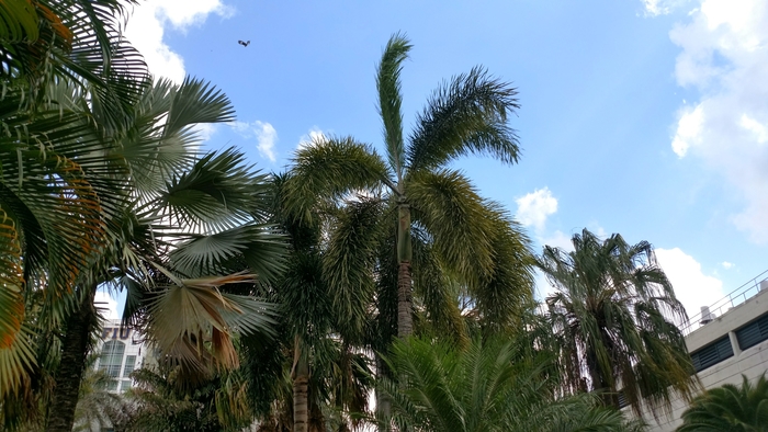 Foxtail Palm - Wodyetia bifurcata from Sunshine Grower Nursery