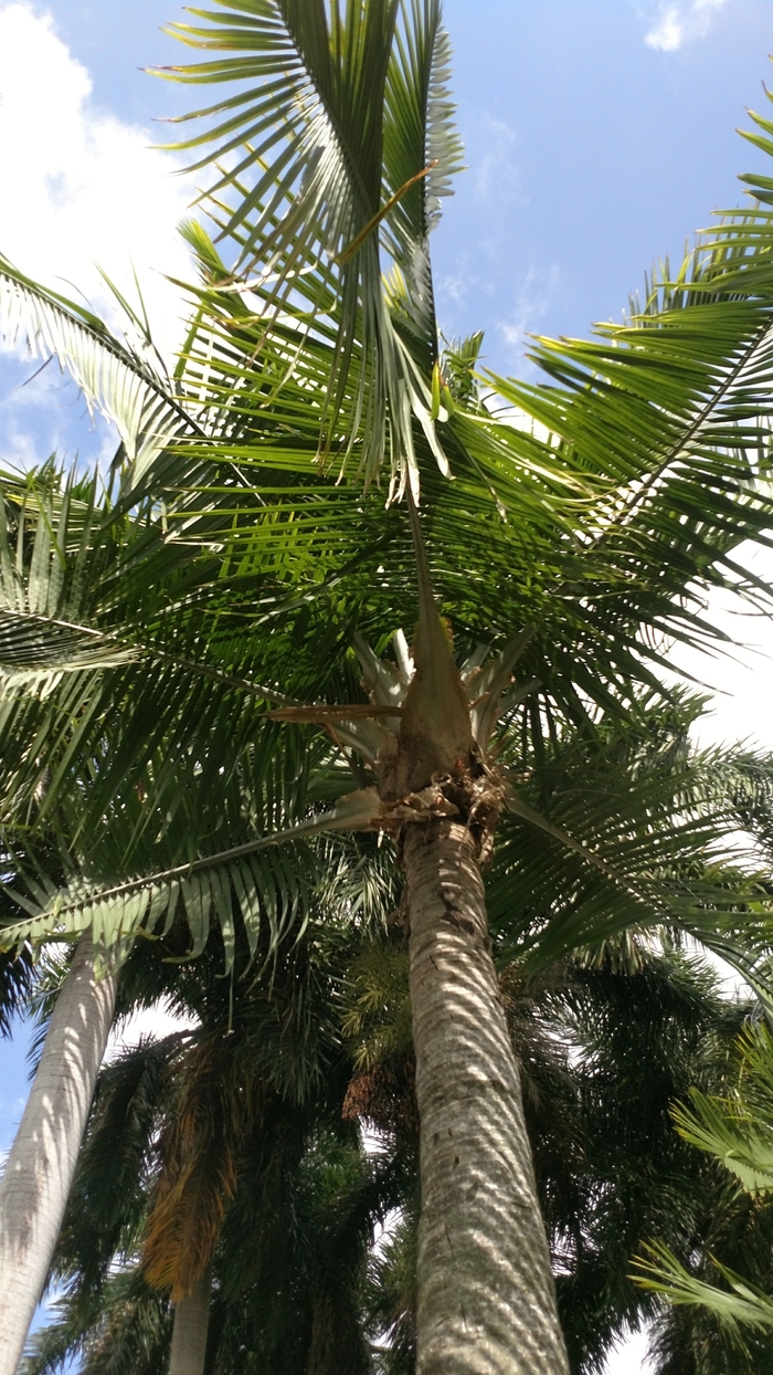 Majesty Palm - Ravenea rivularis from Sunshine Grower Nursery