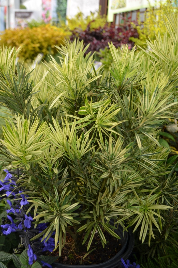 'Roman Candle&trade;' Yew Pine - Podocarpus macrophyllus from Sunshine Grower Nursery