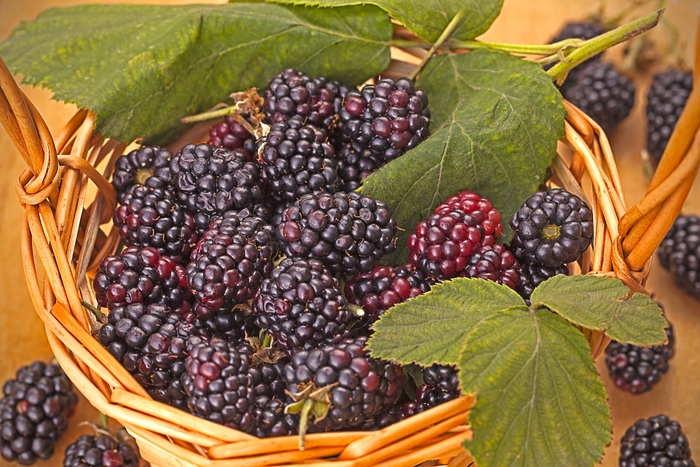 Blackberry All Varieties - Rubus from Sunshine Grower Nursery