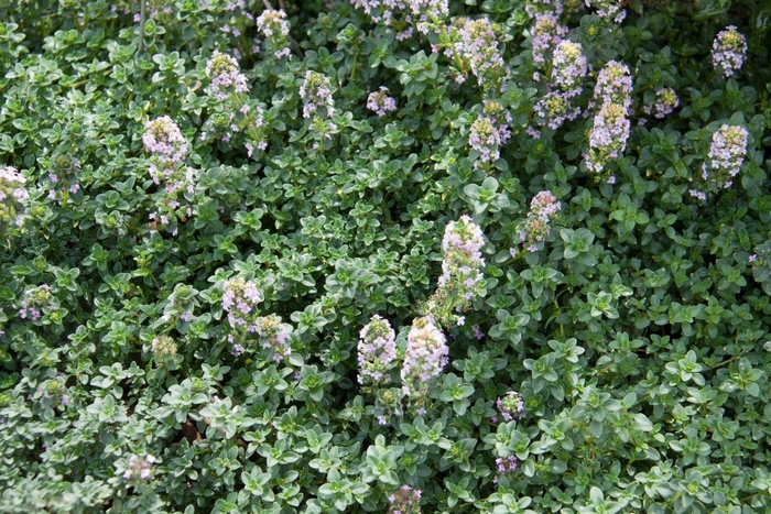 Lemon Thyme - Thymus x citriodorus from Sunshine Grower Nursery