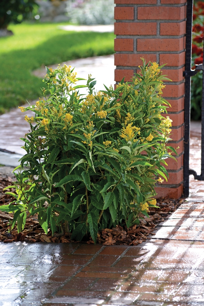 Night Blooming Jasmine - Cestrum nocturnum from Sunshine Grower Nursery