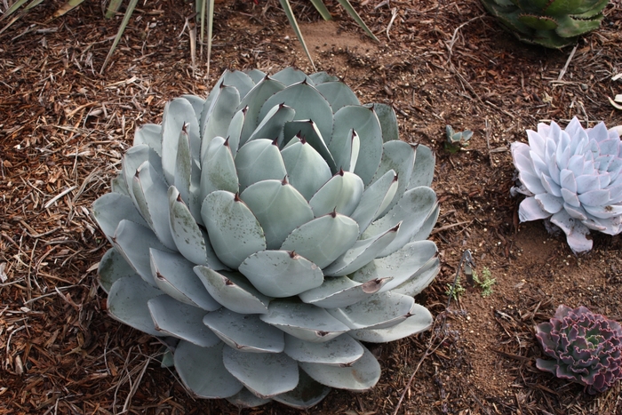 'truncata' Artichoke Agave - Agave parryi from Sunshine Grower Nursery