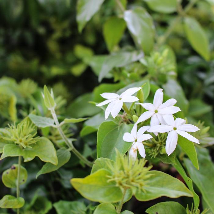 Star Jasmine - Jasminum multiflorum from Sunshine Grower Nursery