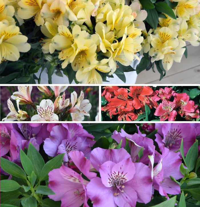 Assorted Peruvian Lily - Alstroemeria from Sunshine Grower Nursery