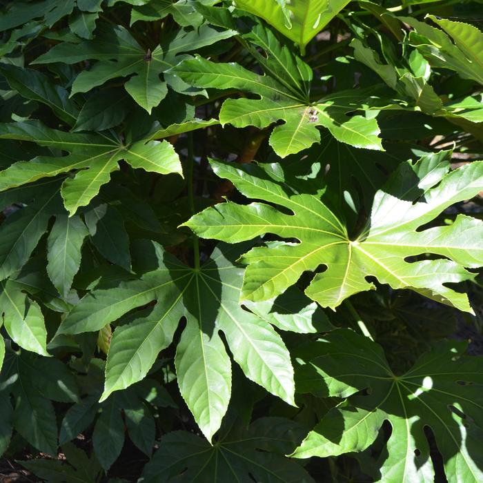 Japanese Aralia - Fatsia japonica from Sunshine Grower Nursery