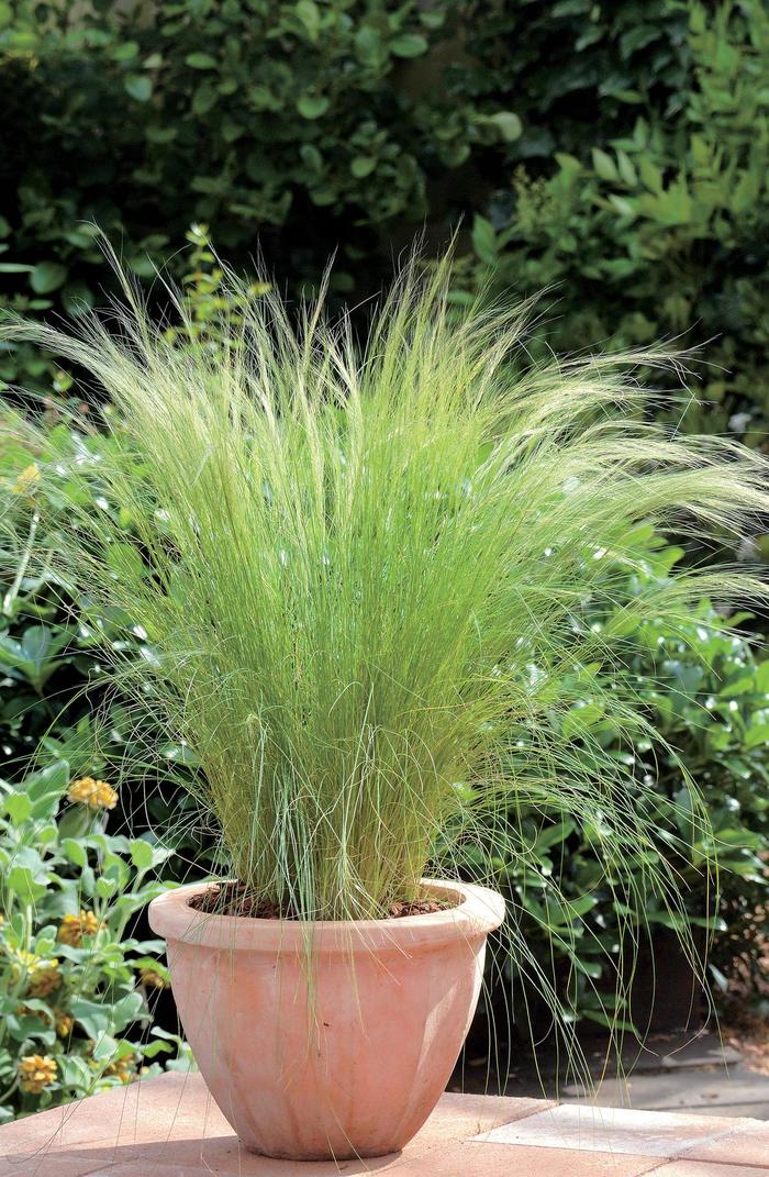 Feather Grass - Stipa tenuissima from Sunshine Grower Nursery