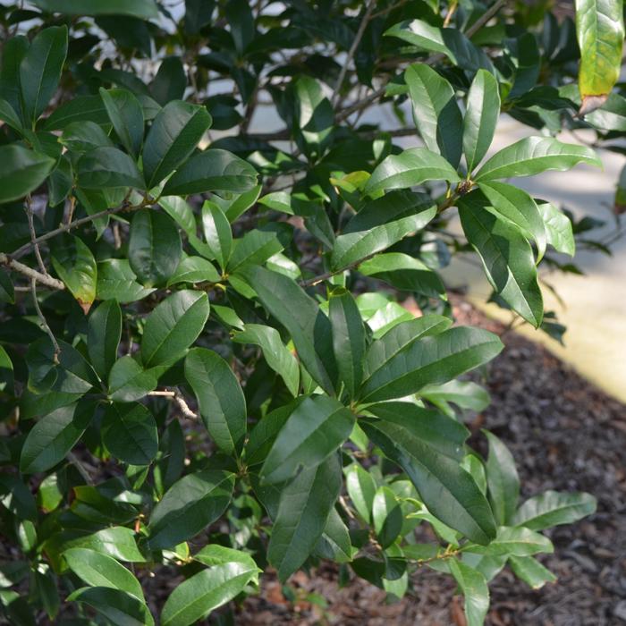  Sweet Olive - Osmanthus fragrans from Sunshine Grower Nursery