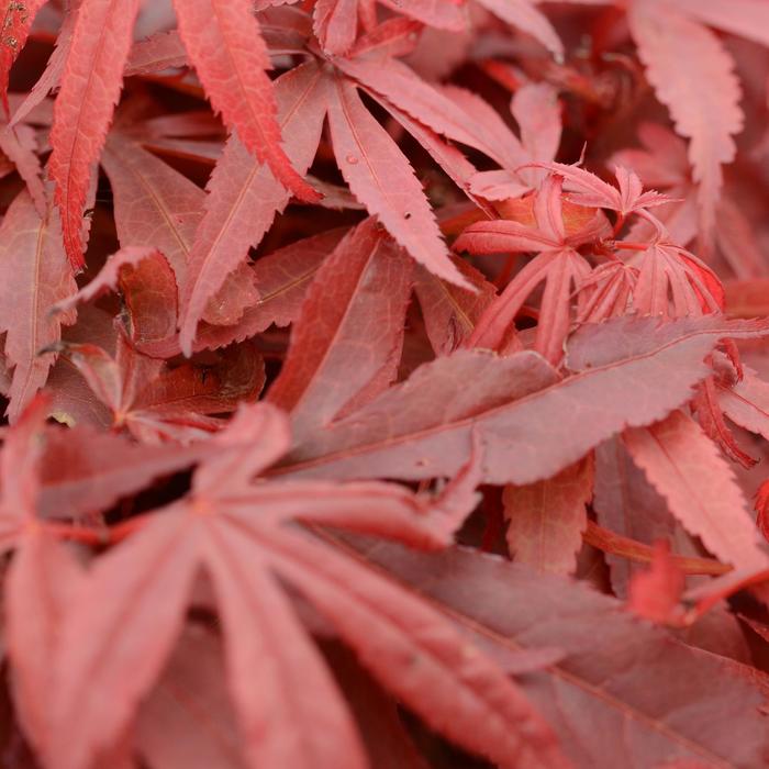 'Skeeter's Broom' Japanese Maple - Acer palmatum from Sunshine Grower Nursery