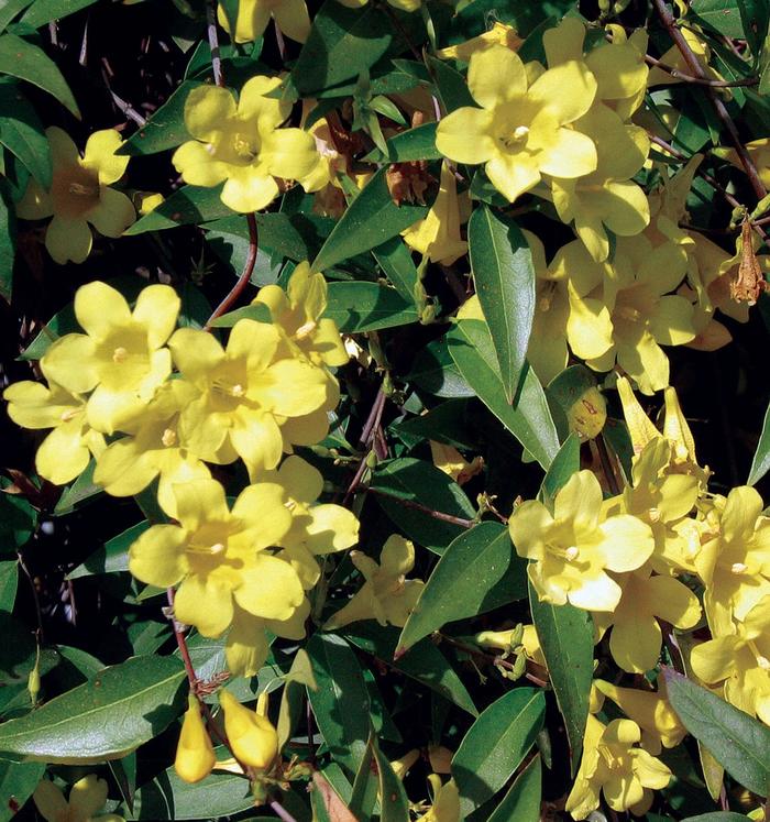 Carolina Jasmine - Gelsemium sempervirens from Sunshine Grower Nursery