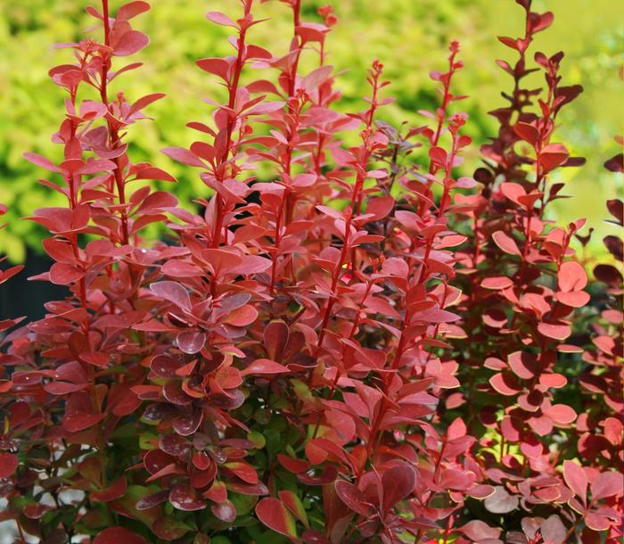'Orange Rocket' Barberry - Berberis thunbergii from Sunshine Grower Nursery
