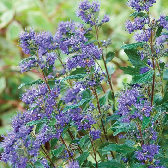 'Blue Mist' - Caryopteris x clandonensis from Sunshine Grower Nursery