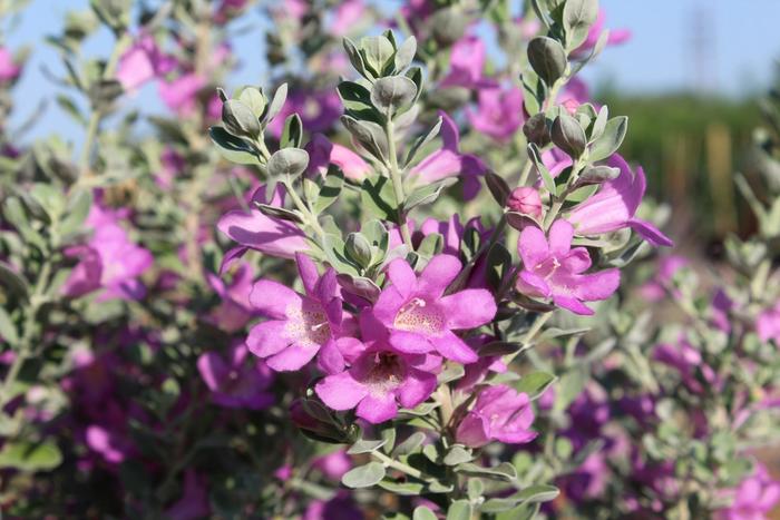 'San Antonio Rose' Texas Ranger - Leucophyllum frutescens from Sunshine Grower Nursery