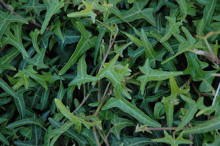 'Needlepoint' English Ivy - Hedera helix from Sunshine Grower Nursery
