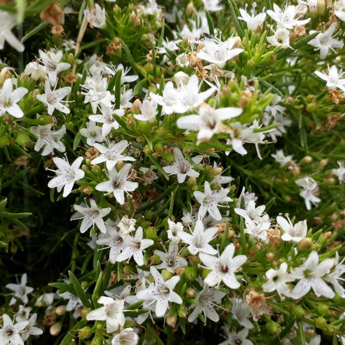 Creeping Myoporum - Myoporum parvifolium from Sunshine Grower Nursery