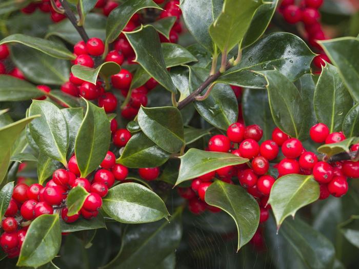 'Stoke's Dwarf' Dwarf Yaupon Holly - Ilex vomitoria from Sunshine Grower Nursery