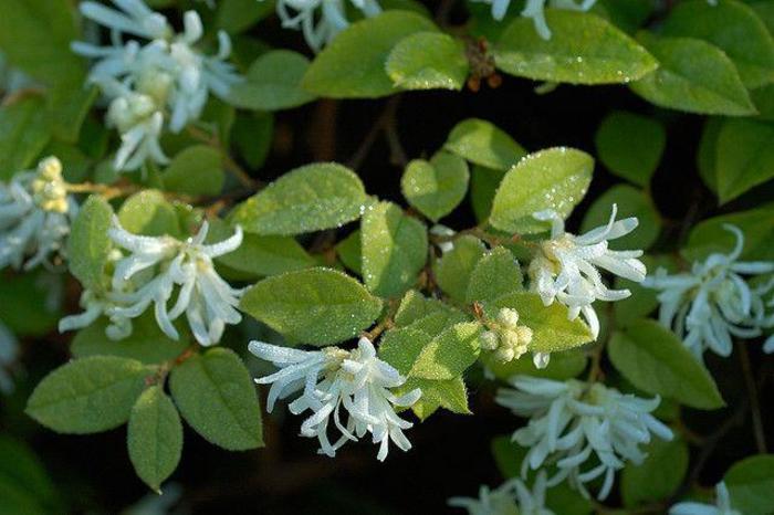 Jazz Hands&reg; 'Dwarf White' - Loropetalum chinense (Chinese Fringe-Flower) from Sunshine Grower Nursery