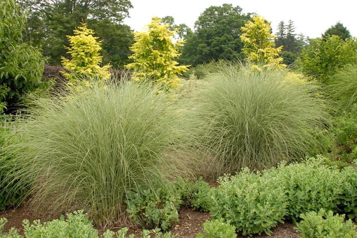 'Morning Light' Maiden Grass - Miscanthus sinensis from Sunshine Grower Nursery
