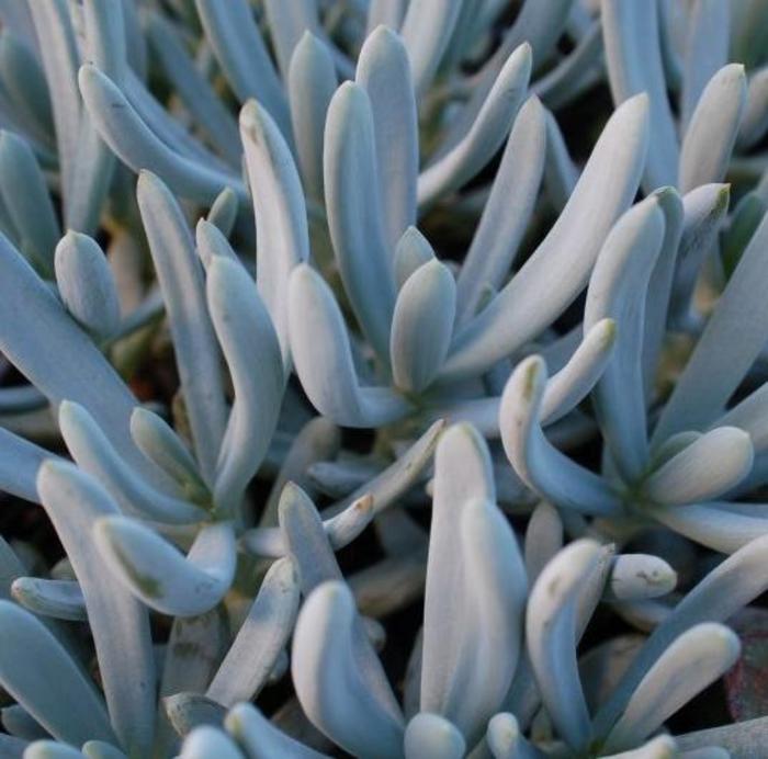 Blue Chalksticks - Senecio serpens from Sunshine Grower Nursery