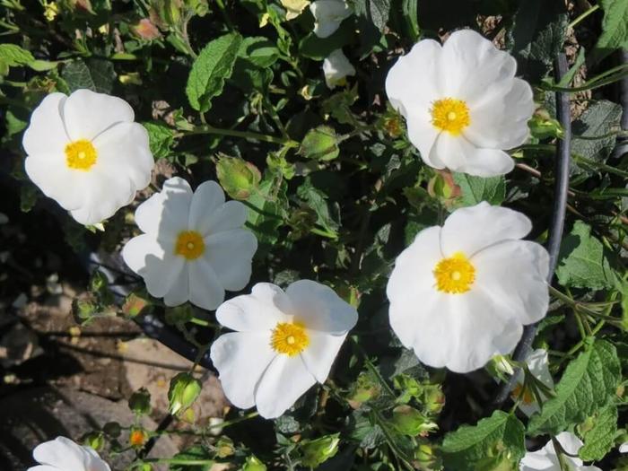 White Rockrose - Cistus x corbariensis from Sunshine Grower Nursery