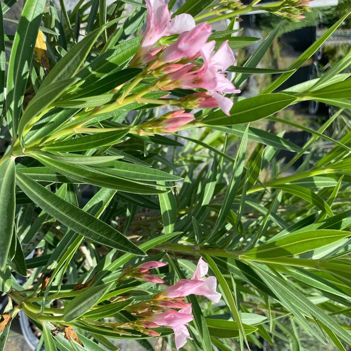 'Petite Pink' Oleander - Nerium oleander from Sunshine Grower Nursery