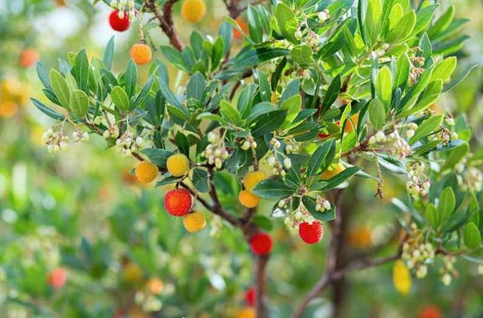 Strawberry Tree - Arbutus unedo from Sunshine Grower Nursery