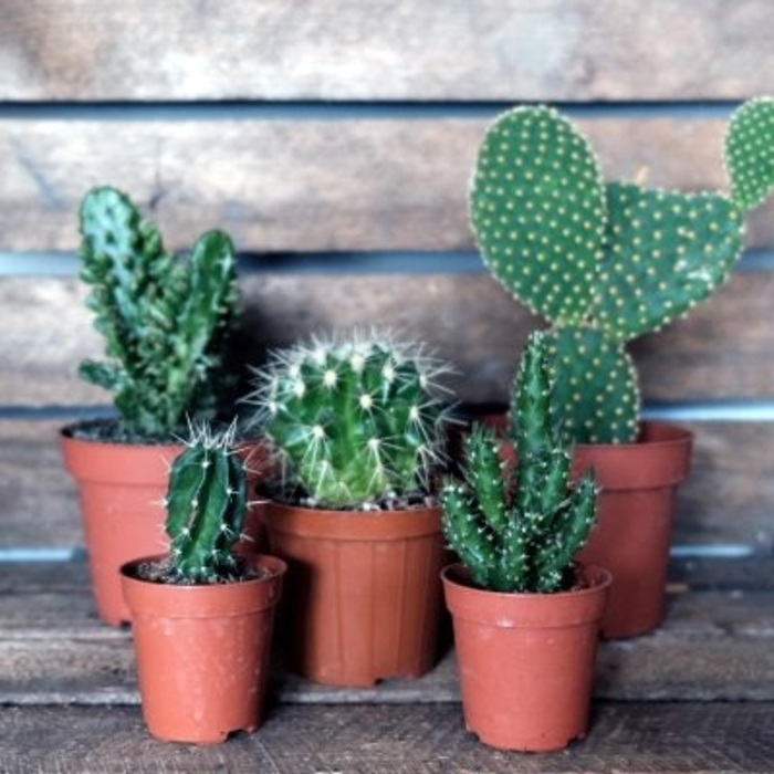 'Multiple Varieties' Cactus - Opuntia from Sunshine Grower Nursery