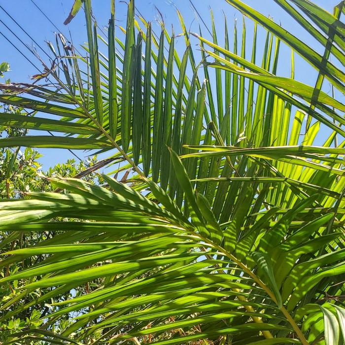King Palm - Archontophoenix cunninghamiana from Sunshine Grower Nursery