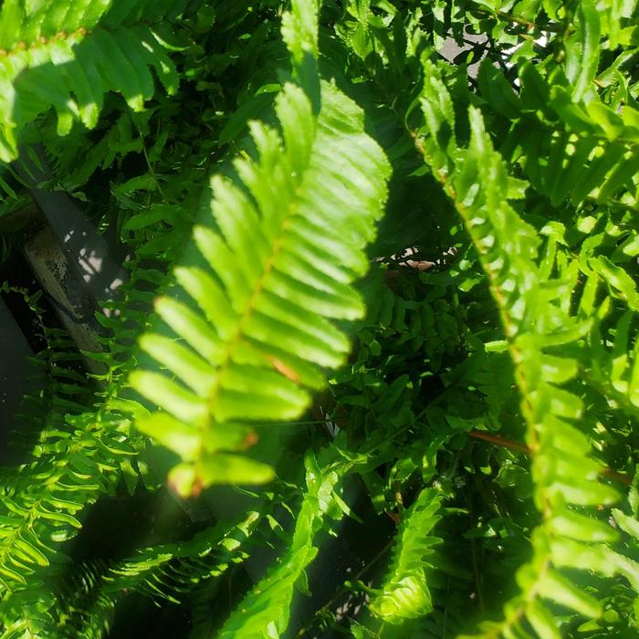 Boston Fern - Nephrolepis exaltata from Sunshine Grower Nursery