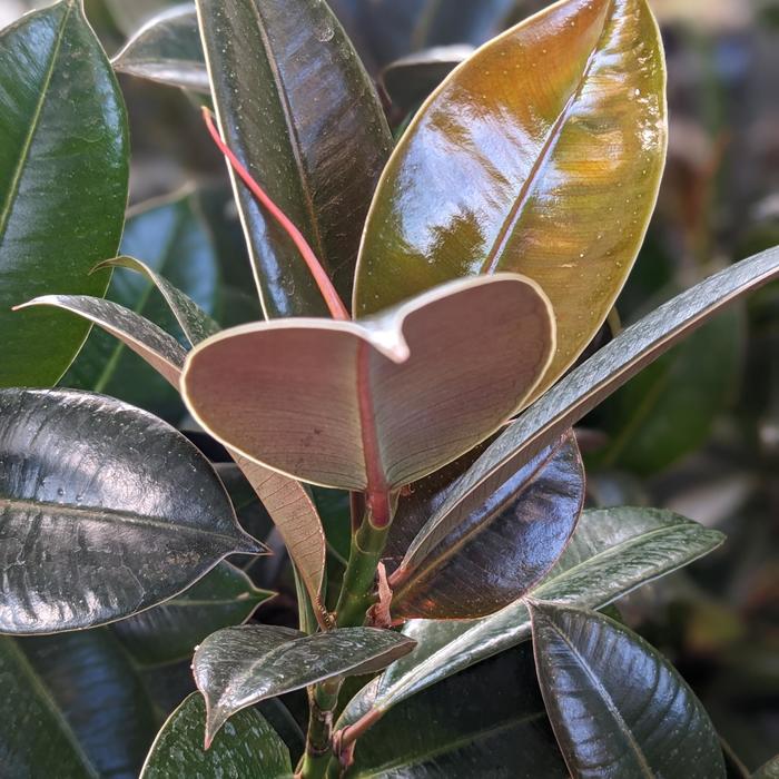 Rubber Tree - Ficus elastica from Sunshine Grower Nursery