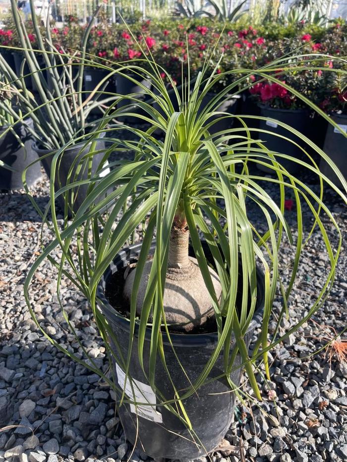 Pony Tail Palm - Beaucarnea recurvata from Sunshine Grower Nursery