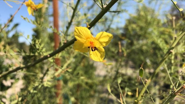 'Desert Museum' Palo Verde - Cercidium from Sunshine Grower Nursery