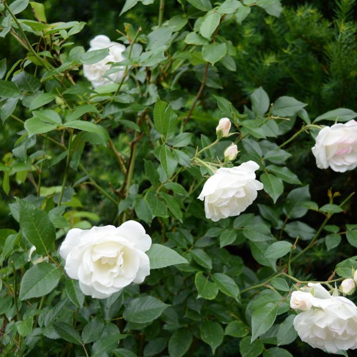 'Iceberg' Shrub Rose (White) - Rosa from Sunshine Grower Nursery