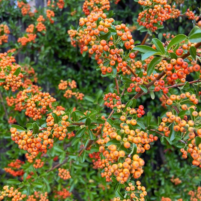 Firethorn - Pyracantha from Sunshine Grower Nursery