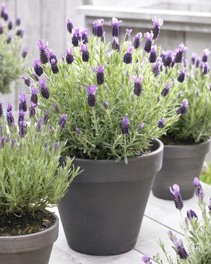 'Variegata' French Lavender - Lavandula dentata from Sunshine Grower Nursery