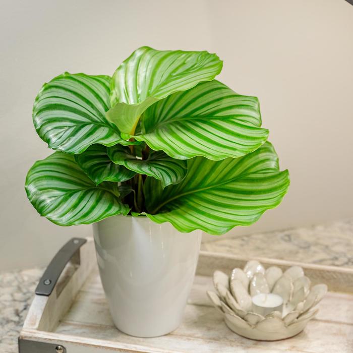 Prayer Plant - Calathea orbifolia from Sunshine Grower Nursery
