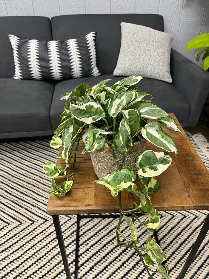 'N'Joy' Pothos - Epipremnum aureum from Sunshine Grower Nursery
