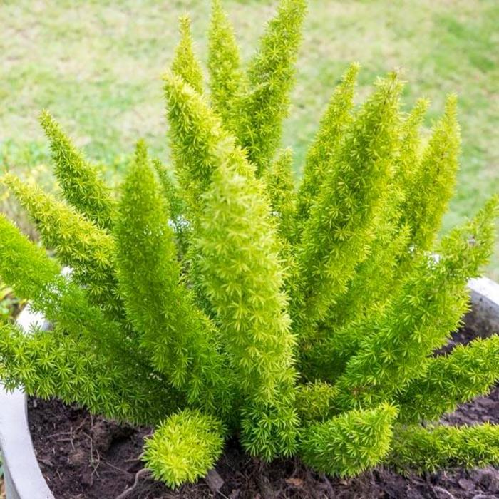 'Myerii' Foxtail Fern - Asparagus densiflorus from Sunshine Grower Nursery