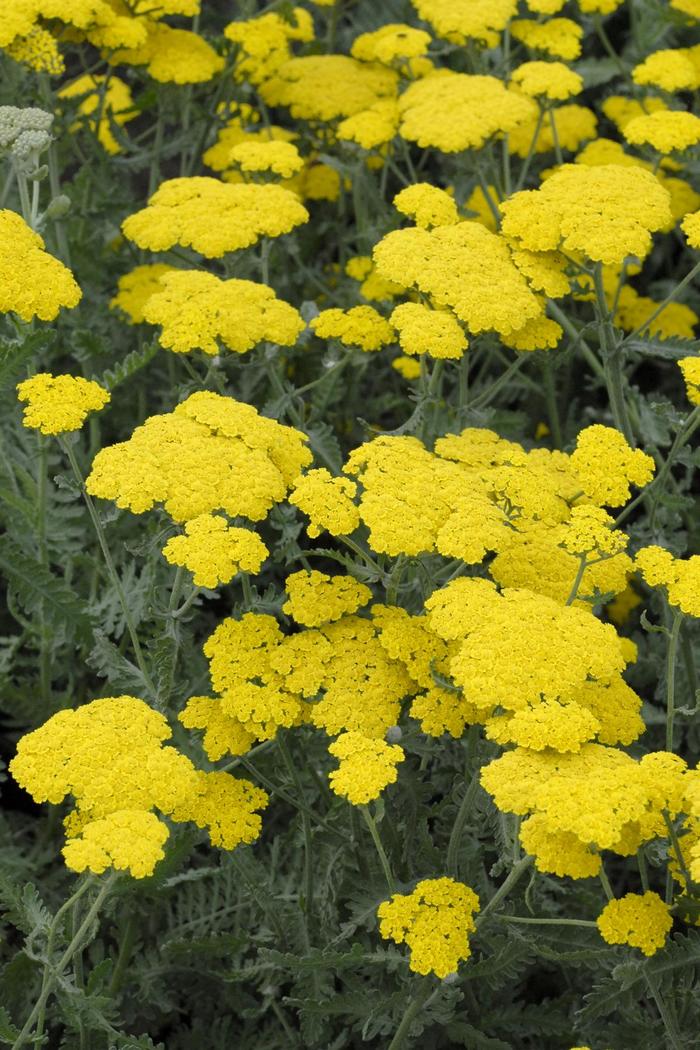 Common Yarrow - Achillea millefolium from Sunshine Grower Nursery
