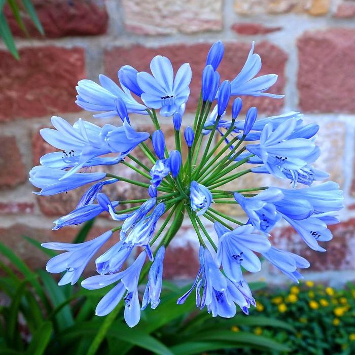 African Lily - Agapanthus africanus from Sunshine Grower Nursery