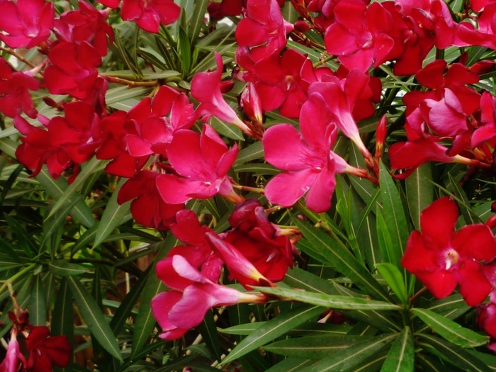'Petite Red' Oleander - Nerium oleander from Sunshine Grower Nursery
