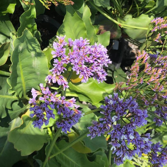 Sea Lavender - Limonium perezii from Sunshine Grower Nursery