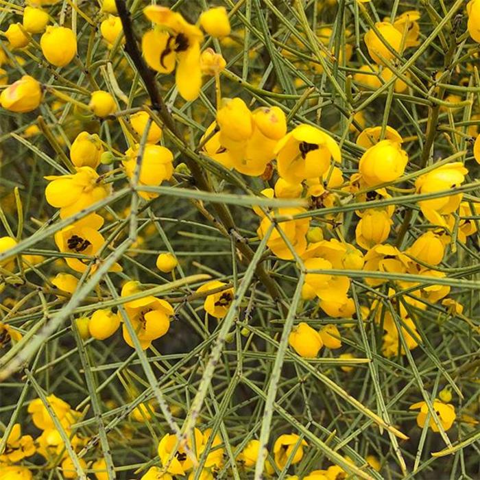 Feathery Cassia - Cassia (Senna) artemisioides from Sunshine Grower Nursery