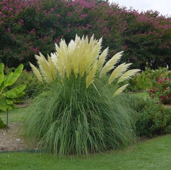 Pampas Grass - Cortaderia selloana from Sunshine Grower Nursery